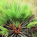 Chamaerops humilis